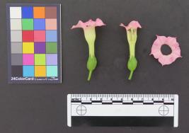 Click for 3 image(s) for this accession. FLOWER